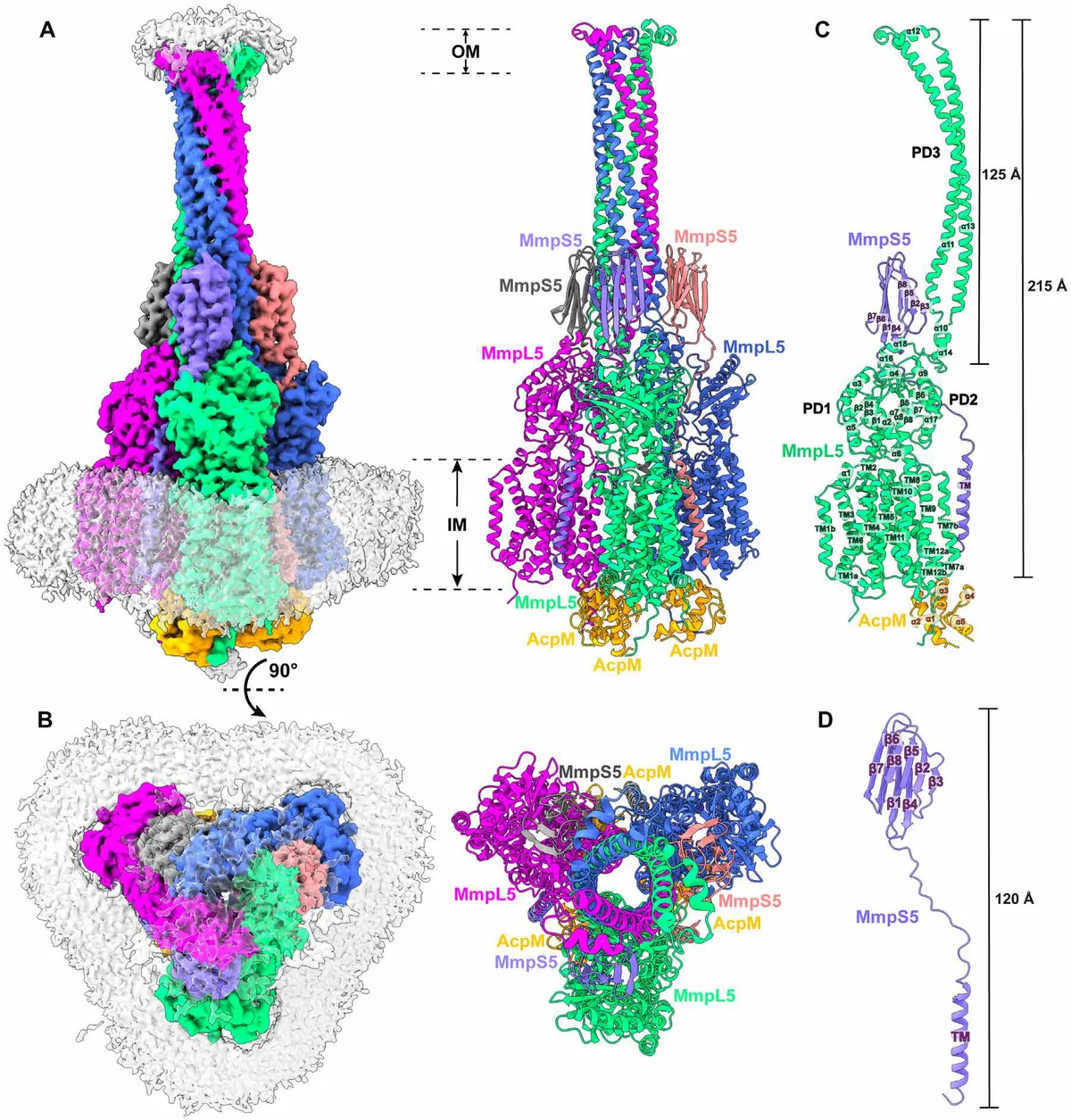Structures of MmpL complexes reveal the assembly and mechanism of this family of transporters